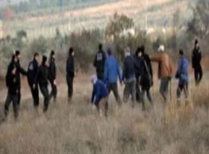 Soma'da zeytin ağaçları söküldü