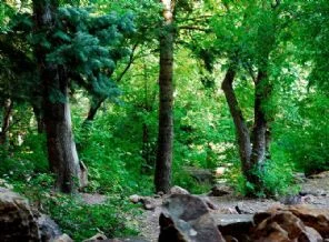 Yalova'da ağaç kesme olayı büyüyor