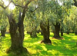 Zeytin ağacı kesene 913 TL ceza