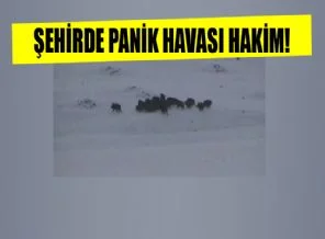 Bu şehirde halk sokağa çıkamıyor!