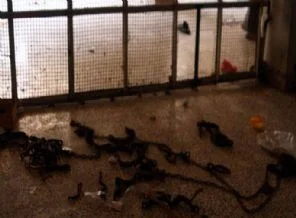 Guantanamo bu ise acaba Şam cezaevinde neler oluyor?