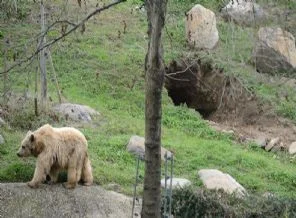 Kış uykusu için kendine in kazdı