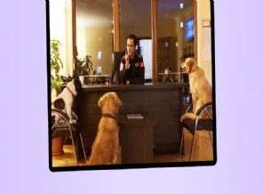 CHP'li belediye 3 köpeği işe alıp, köpeklerle toplantı yaptı!