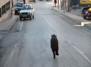 Domuz şehre indi