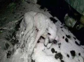 İçimizi acıtan fotoğraf: Donarak öldü!