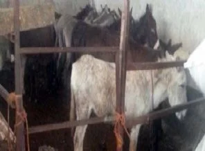 Eşekler neredeyse kebap olacaktı