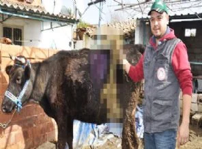 Gebe ineğin karnından çıkanlar şoke etti