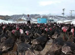 Çözüm süreci ekonomiye olumlu yansıdı