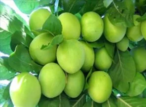 Kilosu tam 120 lira