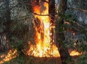 Manisa'da orman yangını