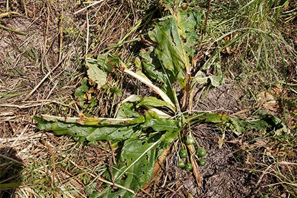 Efsane bitki; Adam otu