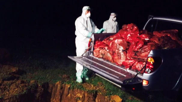 Gebze'de 10 bin tavuk itlaf edildi