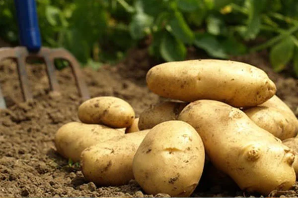 Patates fırsatçıları yandı