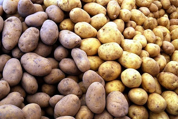 Patates fiyatları düşmeye başladı