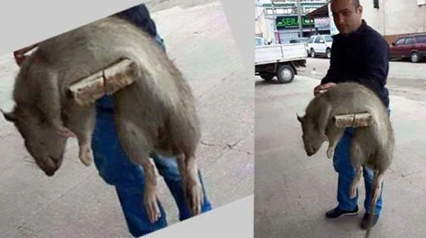 Sakarya'yı dev fareler bastı