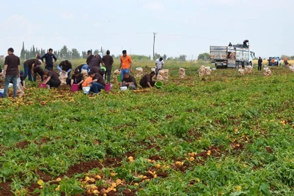 Hükümlüler 60 ton patates yetiştirdi
