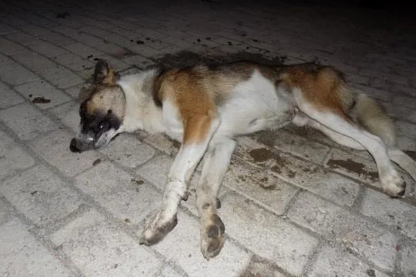 Köpeğe yapılan isyan ettirdi