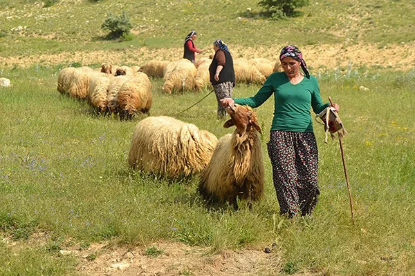 Sertifikalı kadın çobanlar