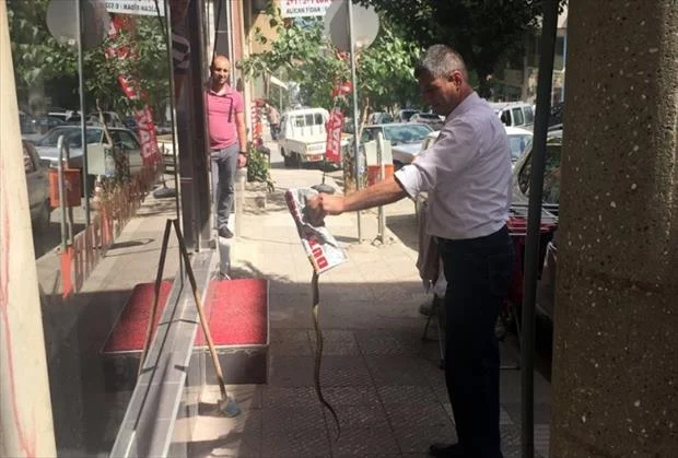 Esnafa saldıran yılanı eliyle yakaladı