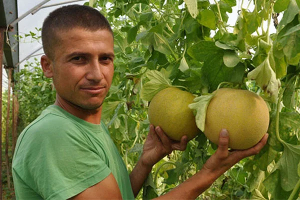 Kavun ve karpuz çürümeye bırakıldı