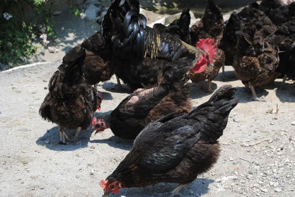Kenelerin düşmanı tavuk