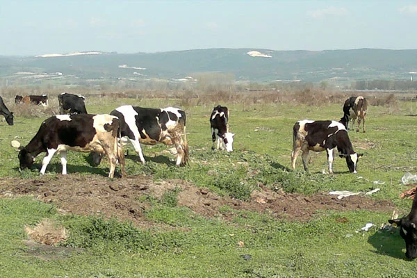 Kurban Bayramı öncesi et fiyatları arttı