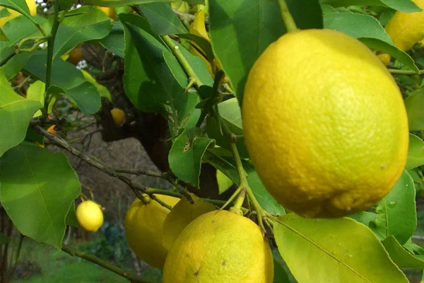 Limon fiyatları cep yakıyor