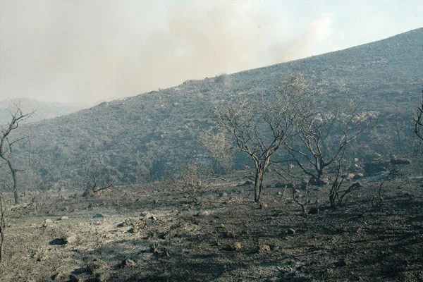 Muğla'da 121 hektar kül oldu