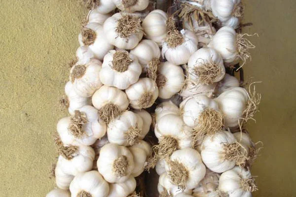 Patates gibi fiyatı uçtu