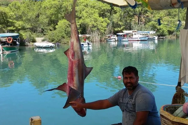 Oltaya köpek balığı takıldı