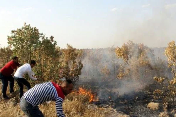 Tunceli ve Nusaybin'de orman yangınları