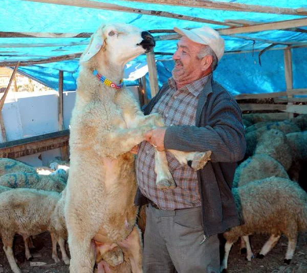 120 kiloluk koç şaşırttı