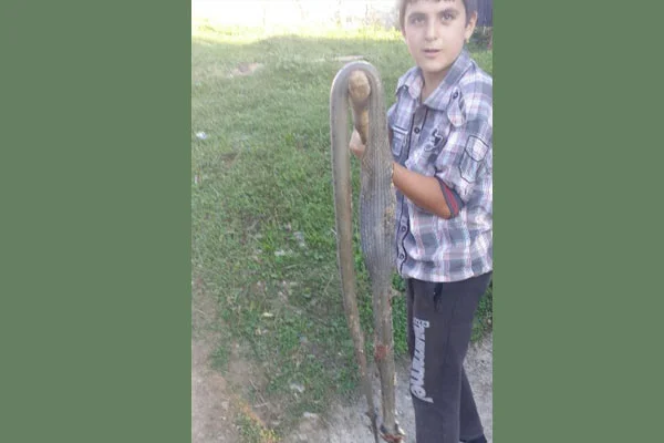 13 yaşında 2 metrelik yılanı öldürdü