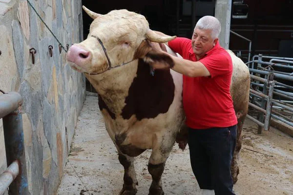 Araba fiyatına kurban