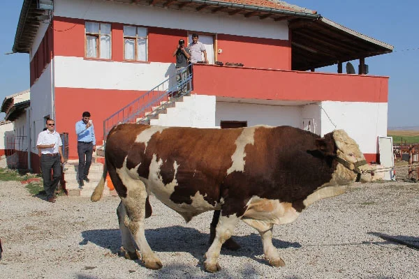 Ev fiyatına kurbanlık