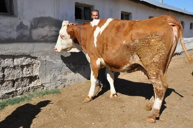İki tonluk kurban alıcısını bekliyor
