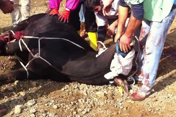 Kurban keserken besmele çekilmesinin hükmü nedir?