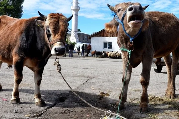 Kurbanlık fiyatlarına 'terör' etkisi