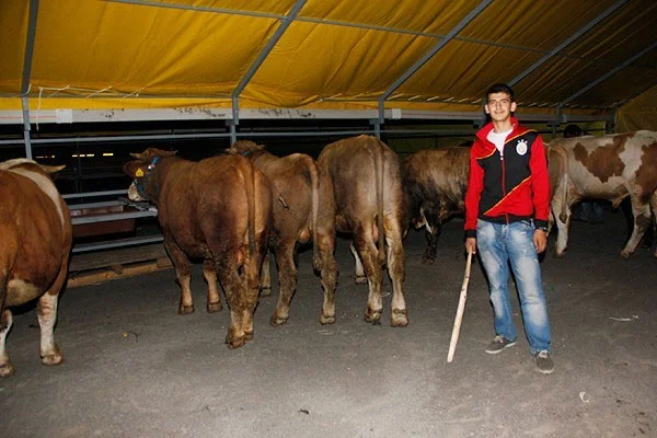 Kurbanlıklar İstanbul'a gelmeye başladı