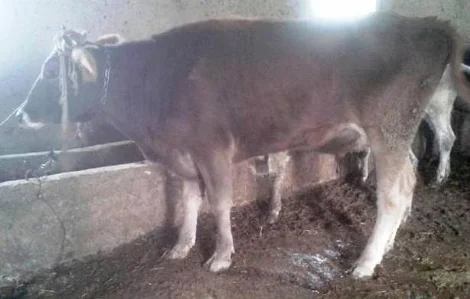 Kurban'da kaçtı 10 gün sonra bulundu