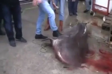Marmara'da 4 metrelik köpek balığı