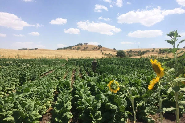 Diyarbakır'da binlerce kök kenevir ele geçirildi