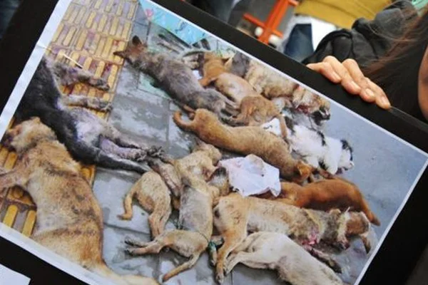 Tayvan'da artık yemek için kedi ve köpek öldürmek yasak