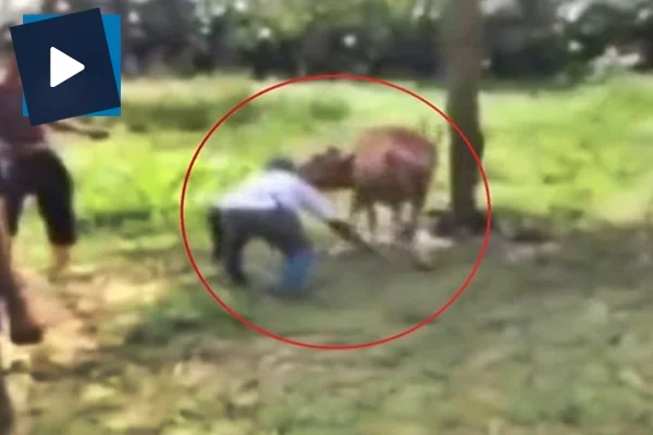 Kurbanlık dana tekmeyle yaşlı adamı öldürdü