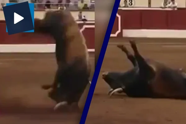 Takla atan boğa böyle felç geçirdi!