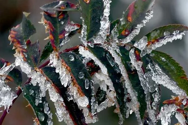 Meteorolojiden buzlanma ve don uyarısı