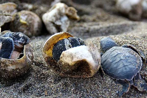 Türkiye, binlerce deniz kaplumbağasına yuva oldu