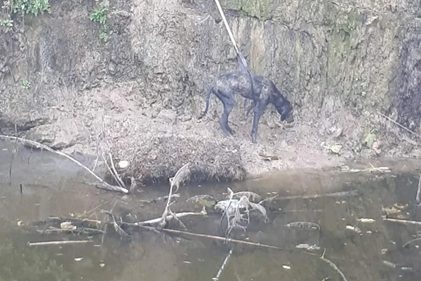 Adana'da dereye düşen köpeği itfaiye kurtardı