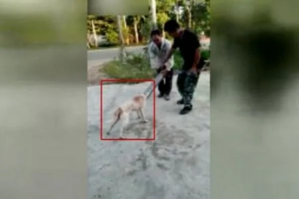 Boruya sıkışan köpeği kurtarmak içi dakikalarca uğraştılar