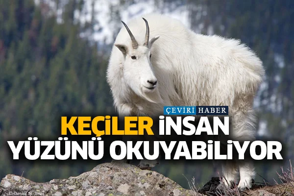 Keçiler insan yüzünü okuyabiliyor